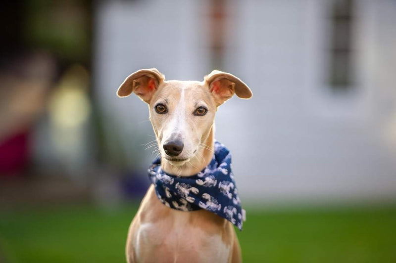 Dog Bandana Rock Lobster' Bandana