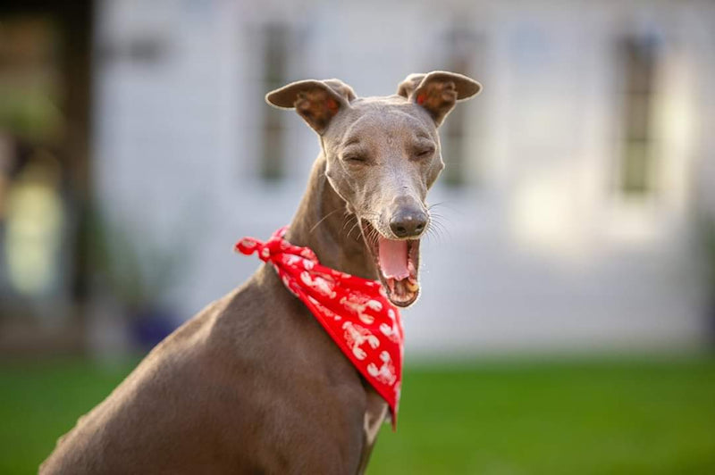 Dog Bandana Rock Lobster' Bandana