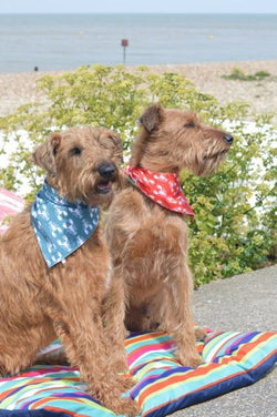 Rock Lobster' Bandana