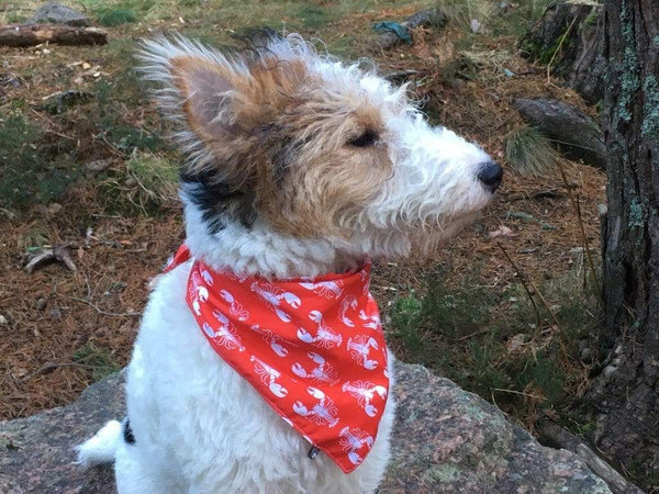 Rock Lobster' Bandana
