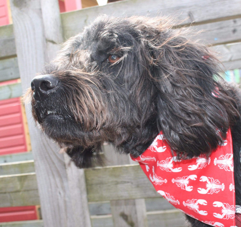 Rock Lobster' Bandana