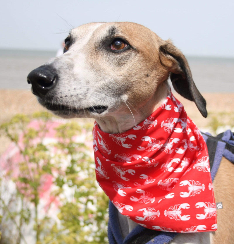 Rock Lobster' Bandana