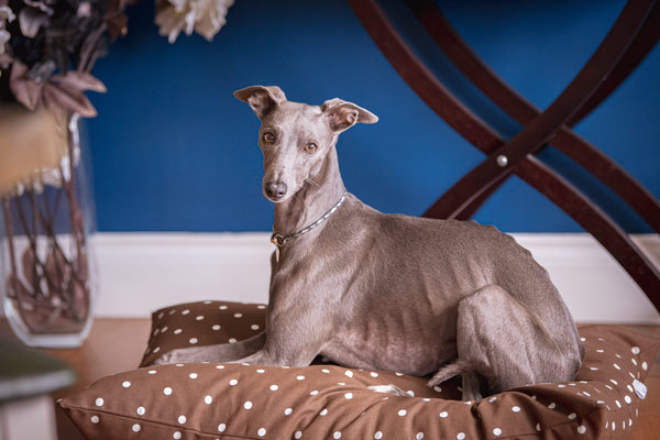 Dog Blanket Personalised Dog Cushion