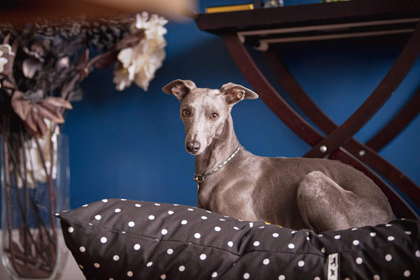 Dog Blanket Personalised Dog Cushion