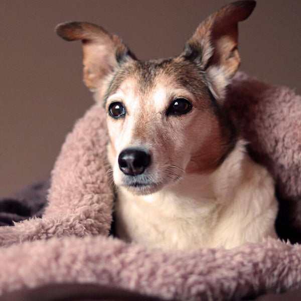 Deluxe Dog Snuggle Sacks - Plain