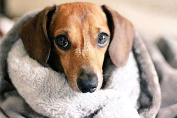 Deluxe Dog Snuggle Sacks - Plain
