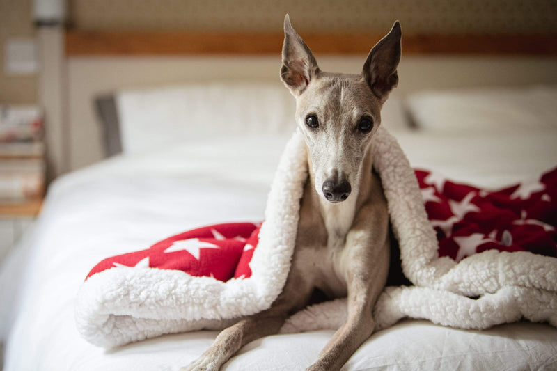 Dog Snuggle Sack Luxury Dog Snuggle Sack