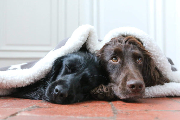 Deluxe Dog Snuggle Sacks - Stars