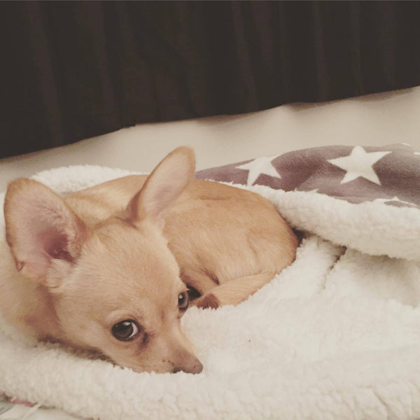 Deluxe Dog Snuggle Sacks - Stars