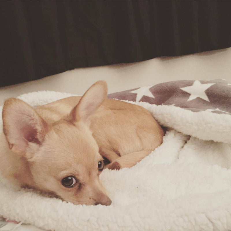 Deluxe Dog Snuggle Sacks - Stars