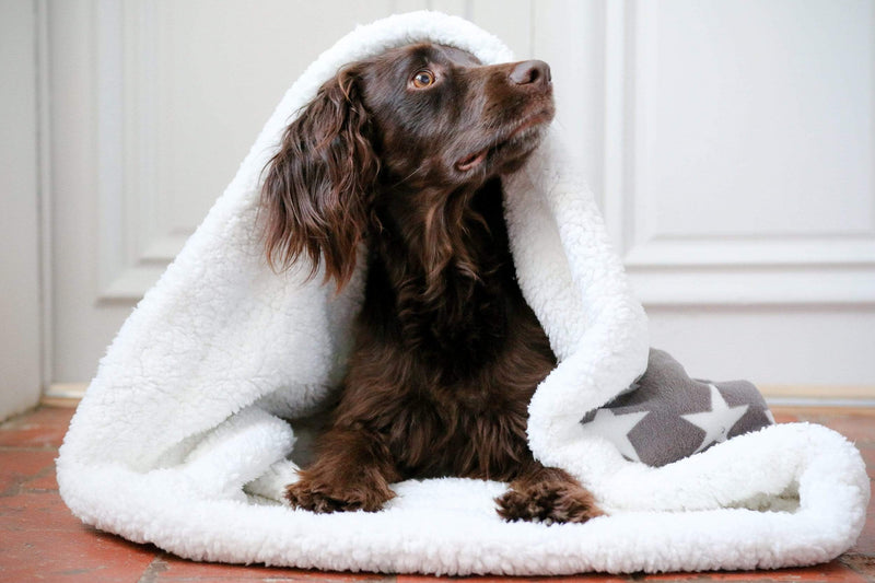 Deluxe Dog Snuggle Sacks - Stars