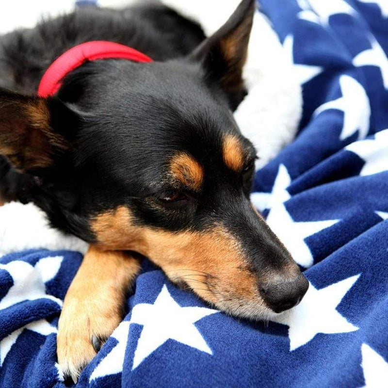 Deluxe Dog Snuggle Sacks - Stars