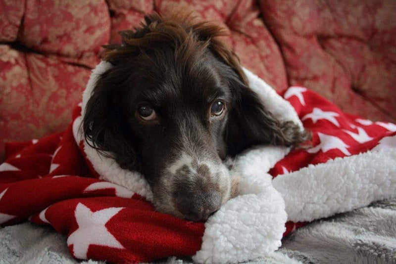 Deluxe Dog Snuggle Sacks - Stars